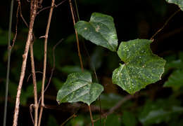 Image of Coccinia barteri (Hook. fil.) Keay