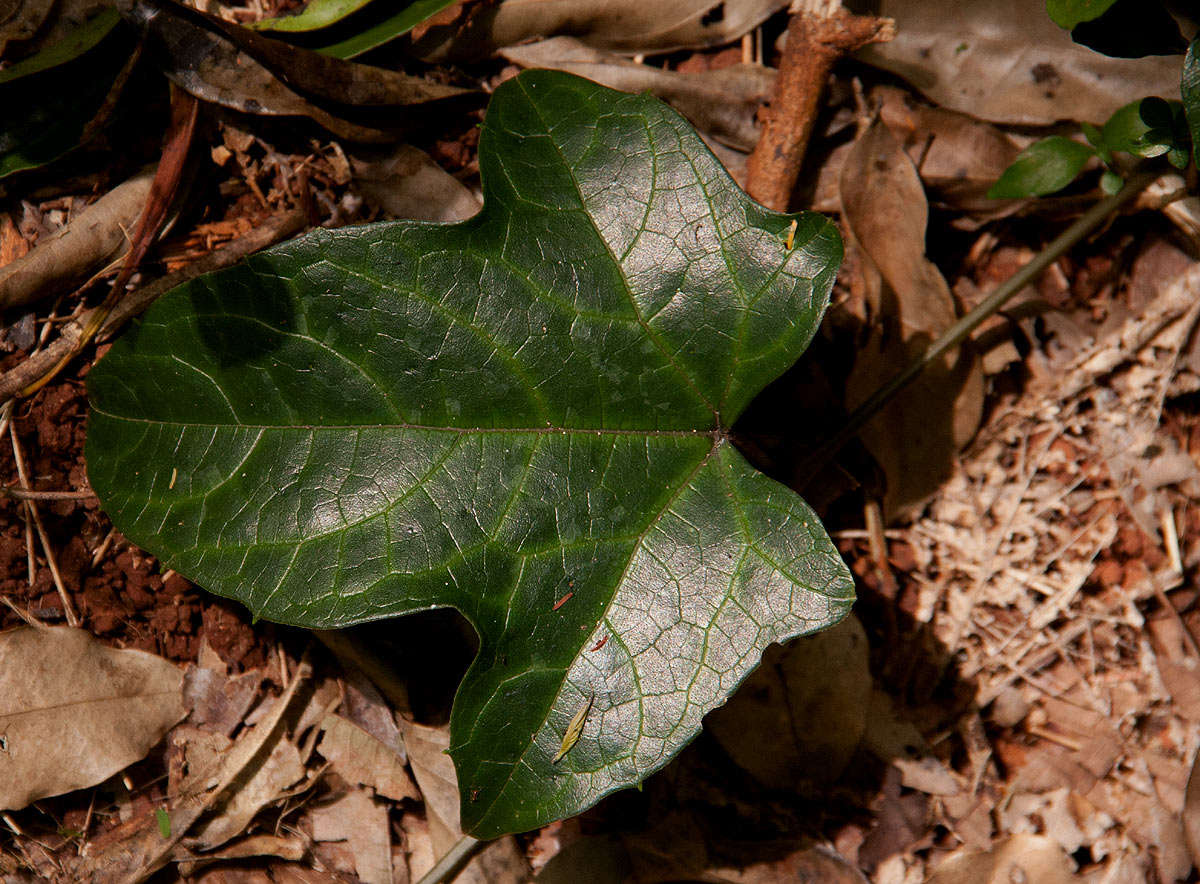 Image of Coccinia barteri (Hook. fil.) Keay