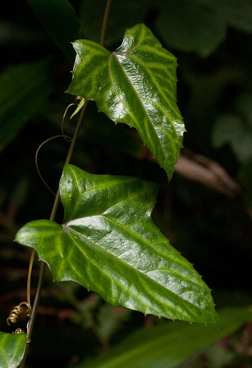 Image of Coccinia barteri (Hook. fil.) Keay