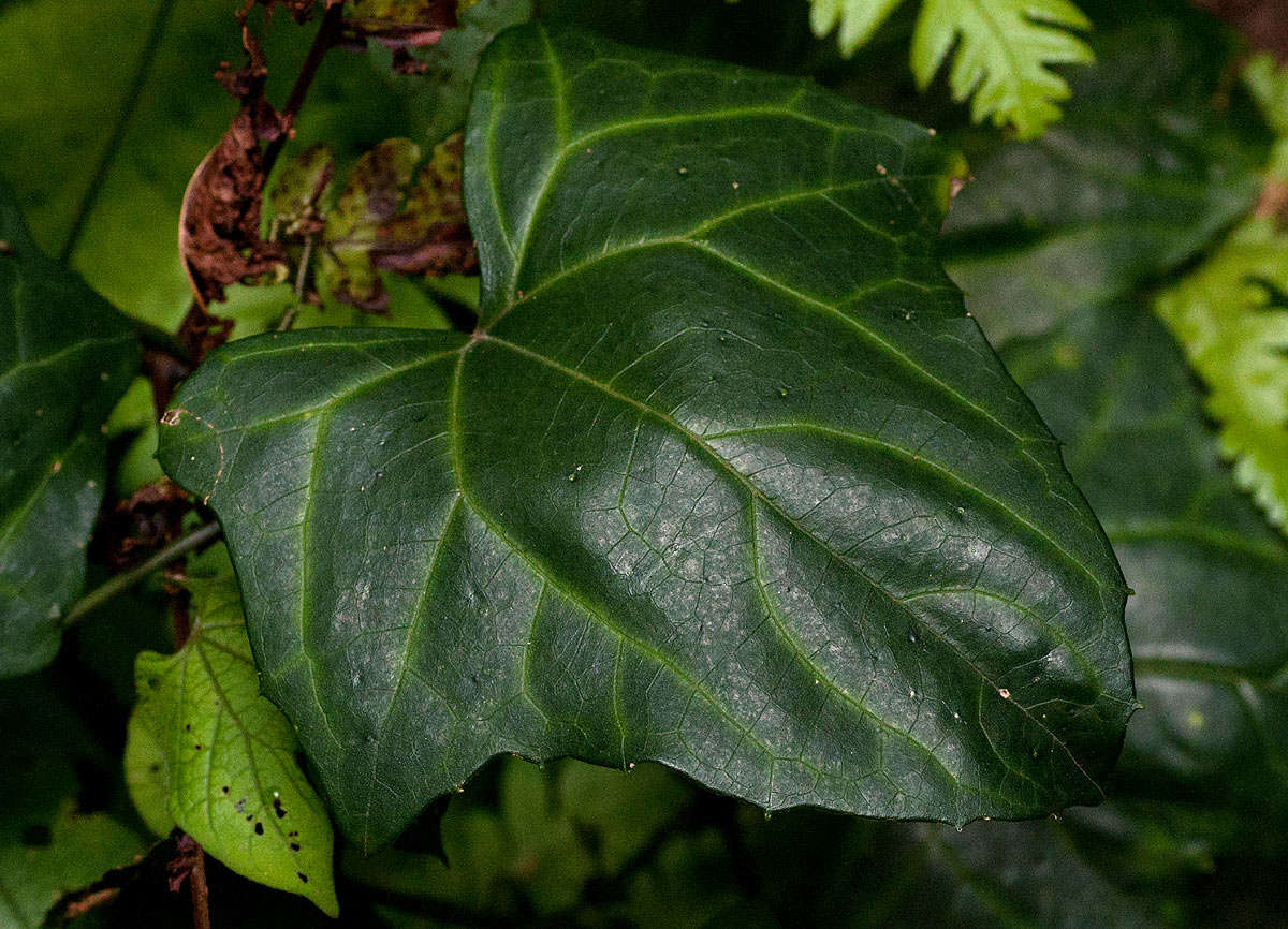 Image of Coccinia barteri (Hook. fil.) Keay