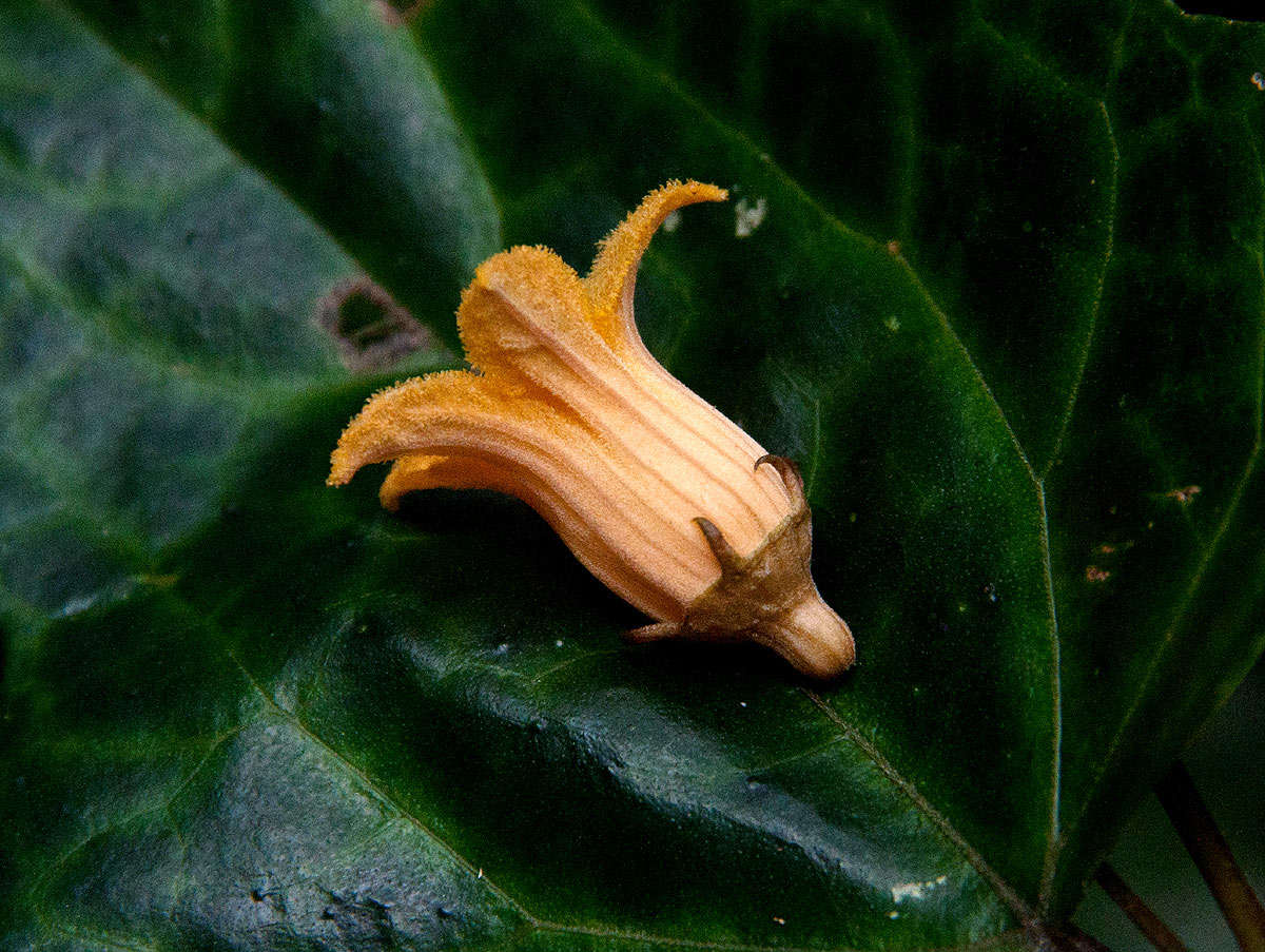 Image of Coccinia barteri (Hook. fil.) Keay