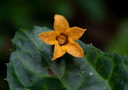 Image of Coccinia barteri (Hook. fil.) Keay