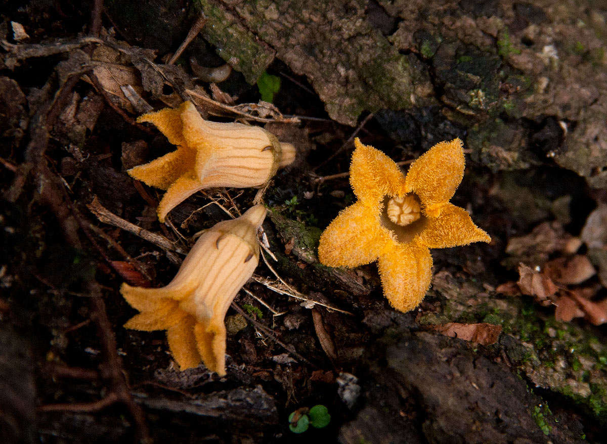 Image of Coccinia barteri (Hook. fil.) Keay