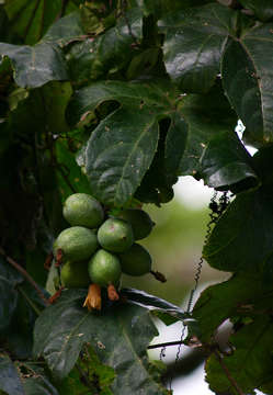 Image of Coccinia barteri (Hook. fil.) Keay