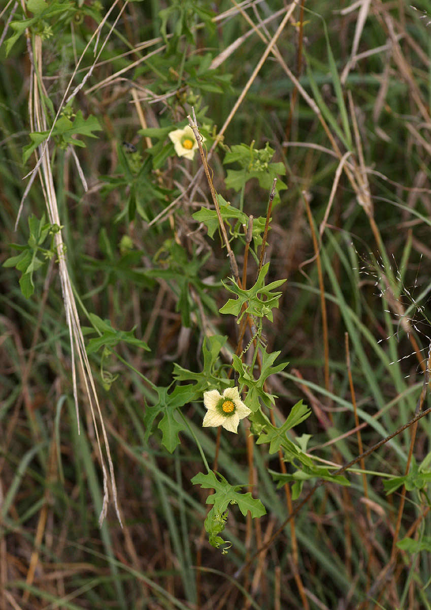 Image of Coccinia rehmannii Cogn.