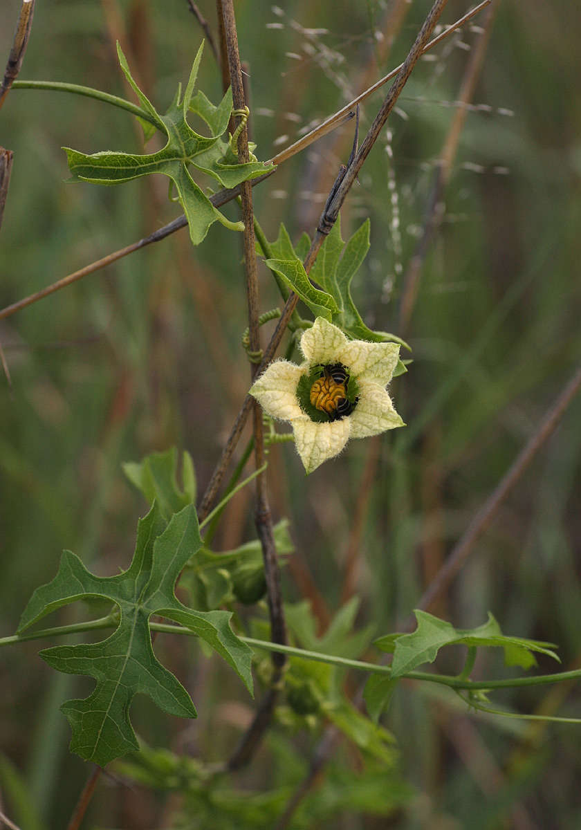 Image of Coccinia rehmannii Cogn.