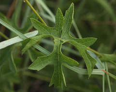 Image of Coccinia rehmannii Cogn.