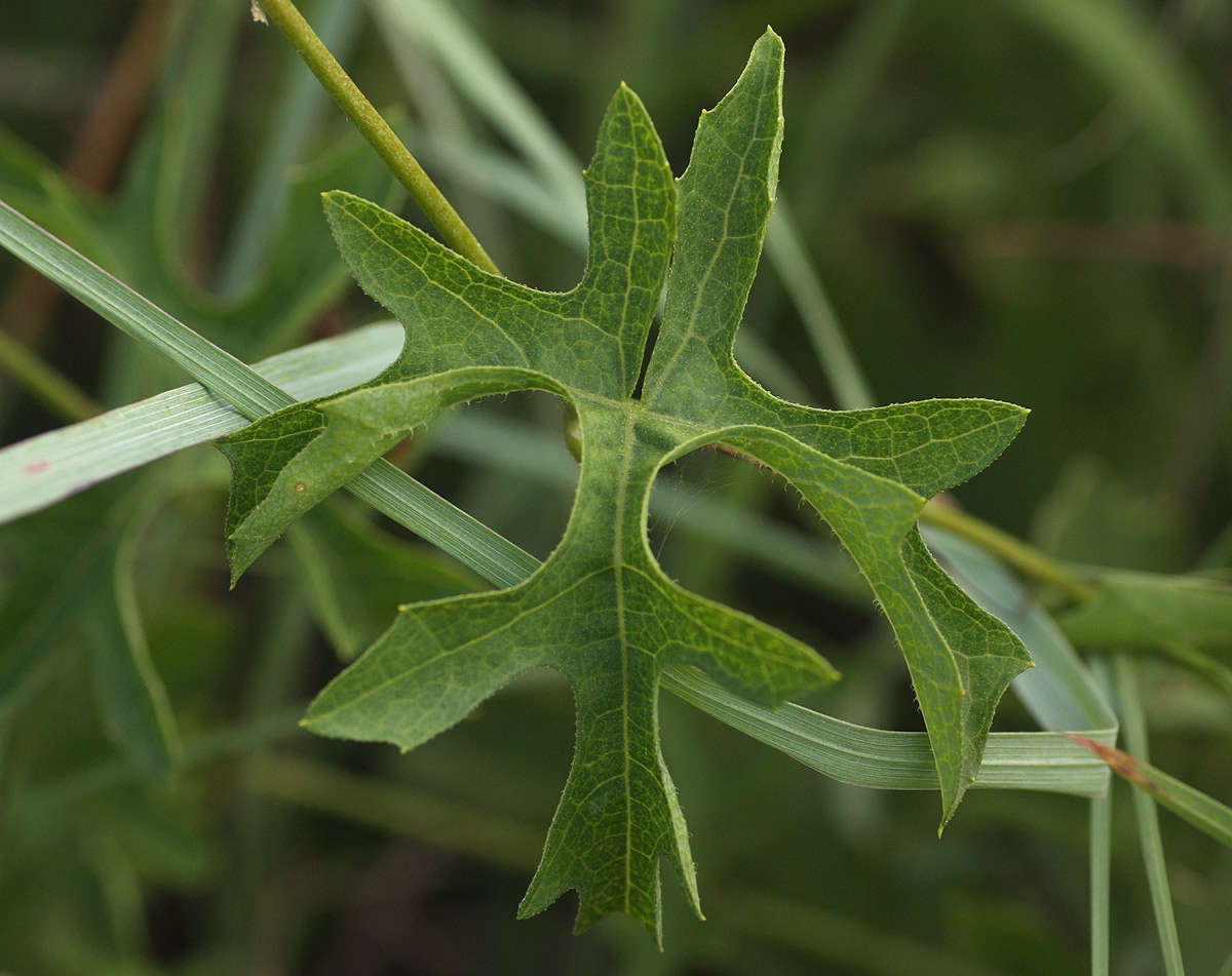 Image of Coccinia rehmannii Cogn.