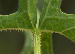 Image of Coccinia rehmannii Cogn.