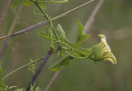 Image of Coccinia rehmannii Cogn.