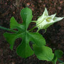 Image of Coccinia rehmannii Cogn.