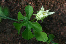 Image of Coccinia rehmannii Cogn.