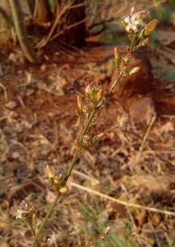 صورة Wahlenbergia abyssinica (Hochst. ex A. Rich.) Thulin