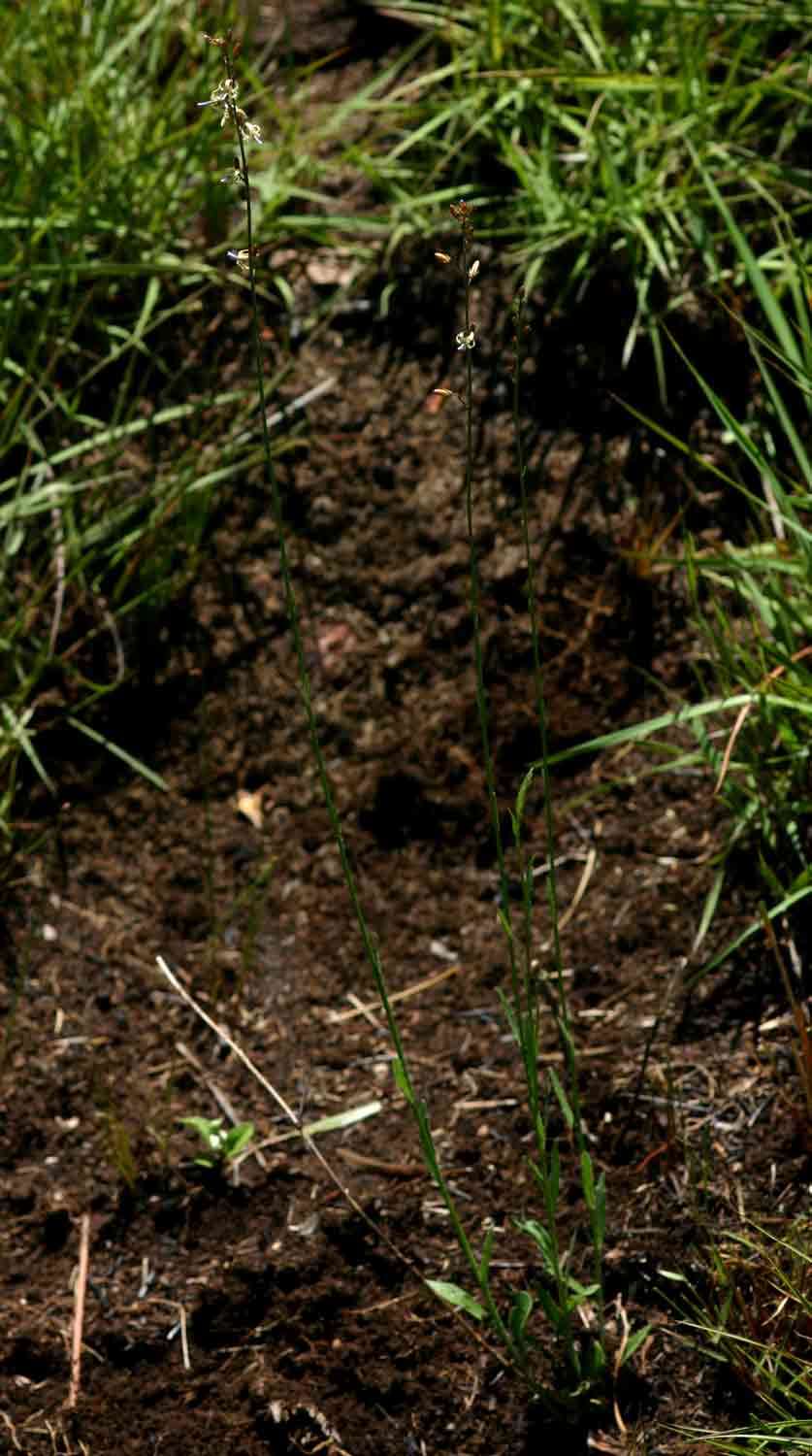 Image of Wahlenbergia abyssinica (Hochst. ex A. Rich.) Thulin