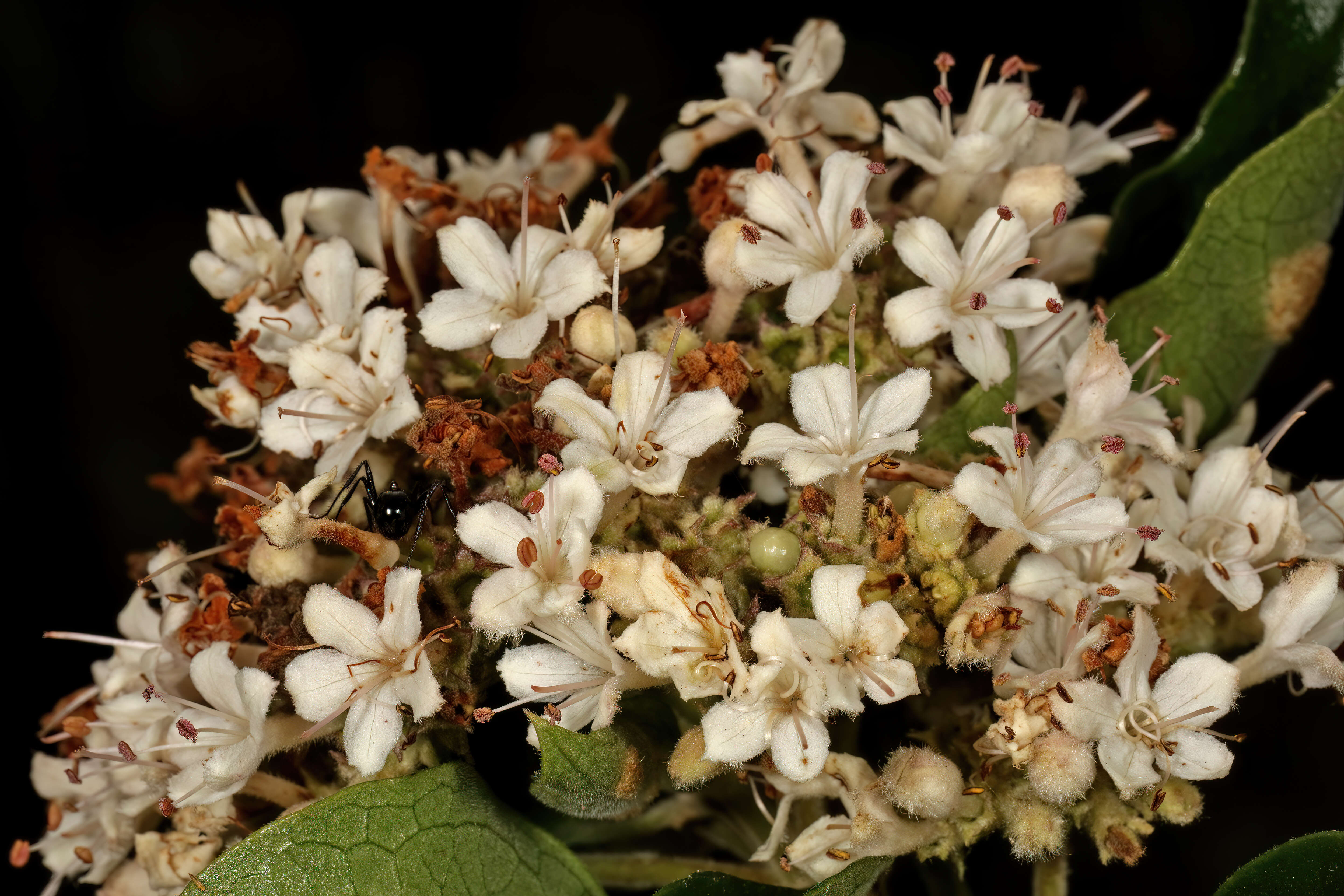 Imagem de Volkameria glabra (E. Mey.) Mabb. & Y. W. Yuan