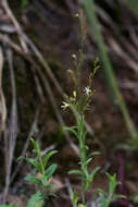 Image of Wahlenbergia abyssinica (Hochst. ex A. Rich.) Thulin