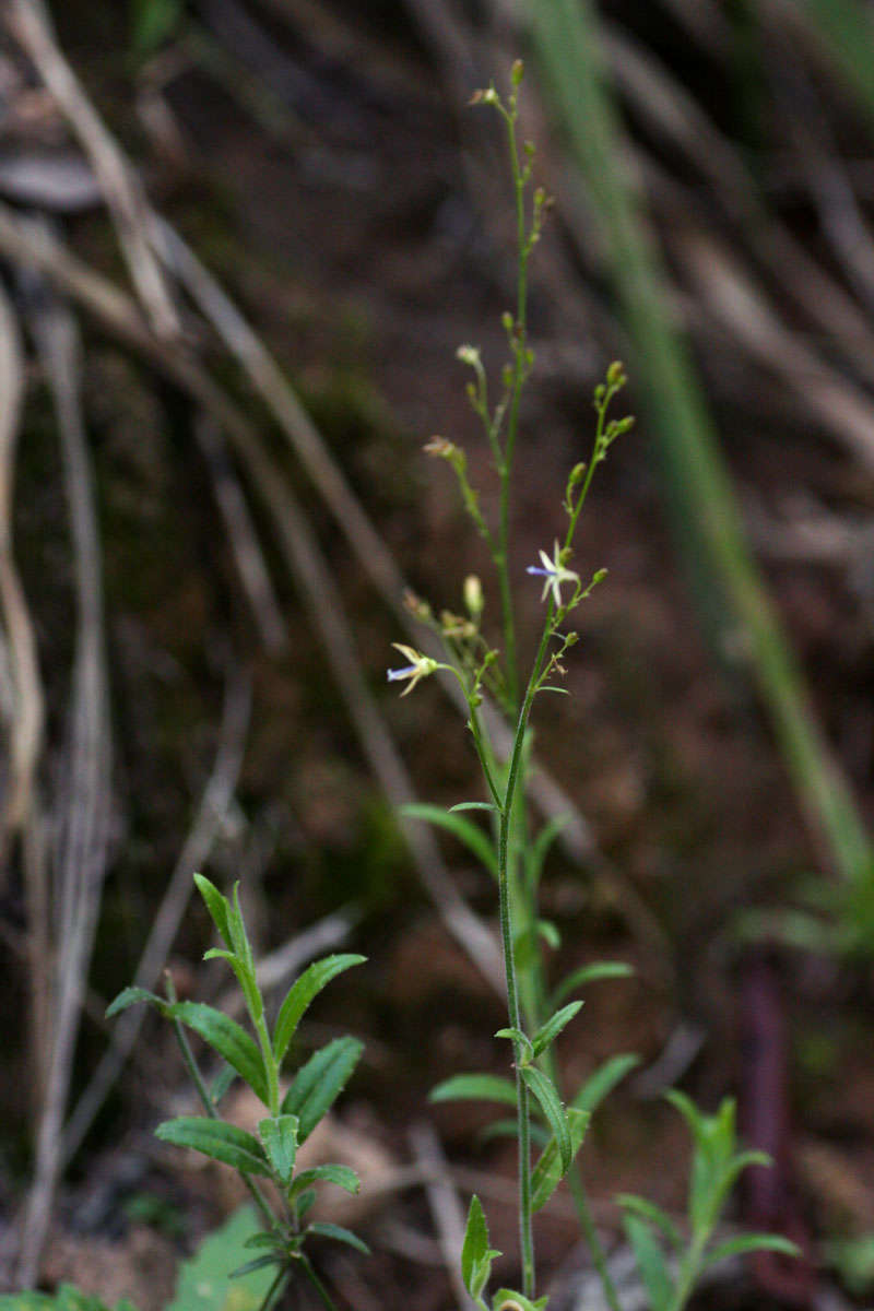 صورة Wahlenbergia abyssinica (Hochst. ex A. Rich.) Thulin