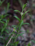 صورة Wahlenbergia abyssinica (Hochst. ex A. Rich.) Thulin