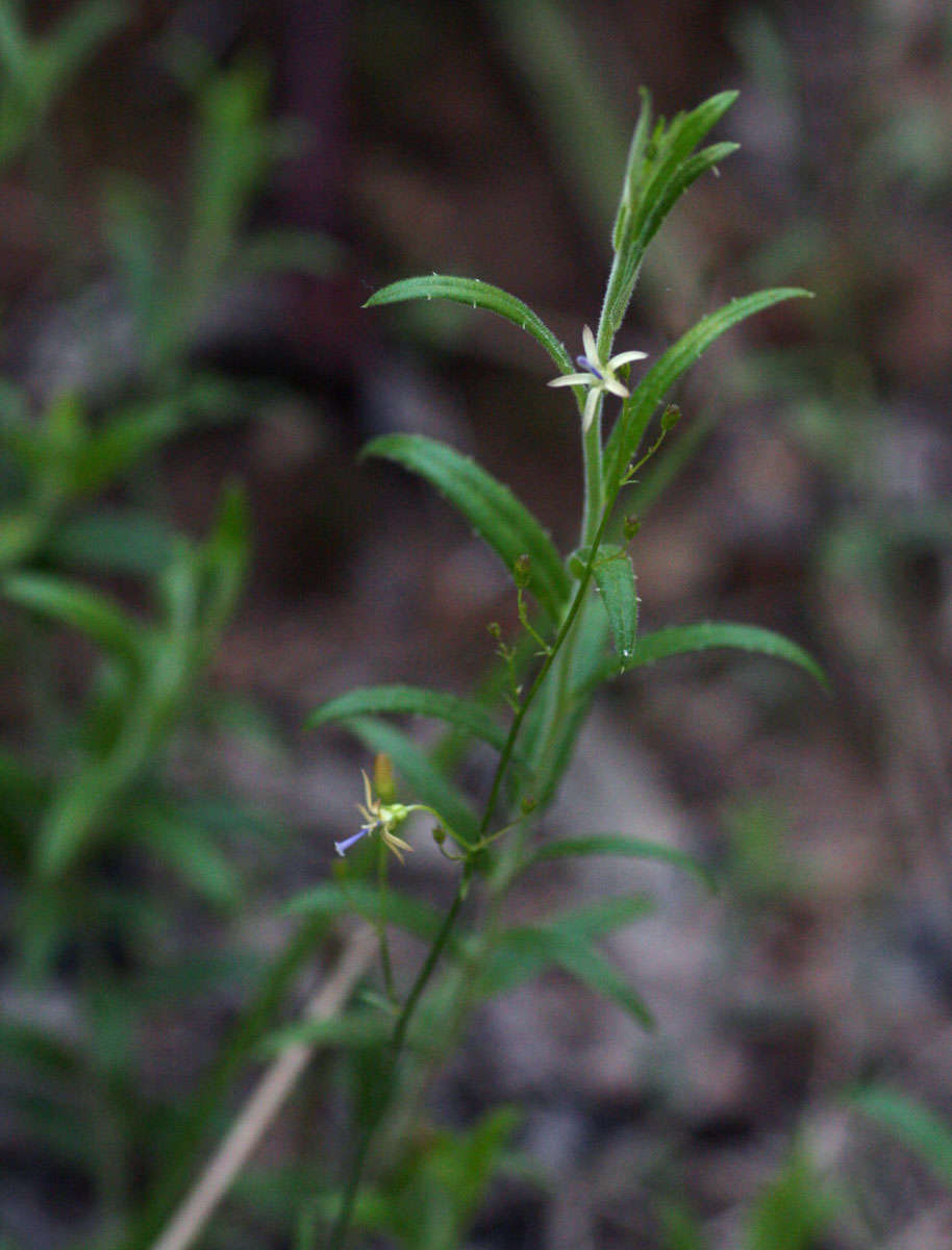 Image of Wahlenbergia abyssinica (Hochst. ex A. Rich.) Thulin