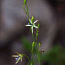صورة Wahlenbergia abyssinica (Hochst. ex A. Rich.) Thulin