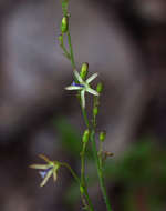 صورة Wahlenbergia abyssinica (Hochst. ex A. Rich.) Thulin