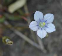 Image of Wahlenbergia androsacea A. DC.