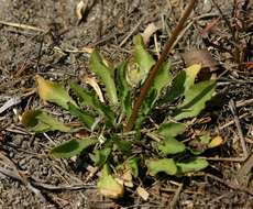 Image of Wahlenbergia androsacea A. DC.