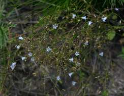 صورة Wahlenbergia banksiana A. DC.