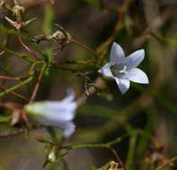 Image of Wahlenbergia banksiana A. DC.