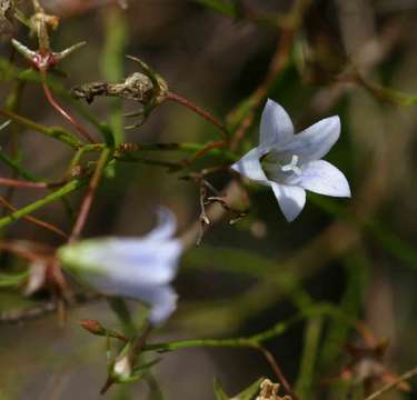 Image of <i>Wahlenbergia banksiana</i> A. DC.