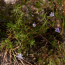 Image of Wahlenbergia capillacea subsp. tenuior (Engl.) Thulin