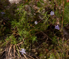 صورة Wahlenbergia capillacea (L. fil.) A. DC.