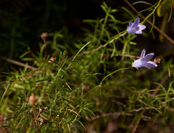 Image of Wahlenbergia capillacea (L. fil.) A. DC.