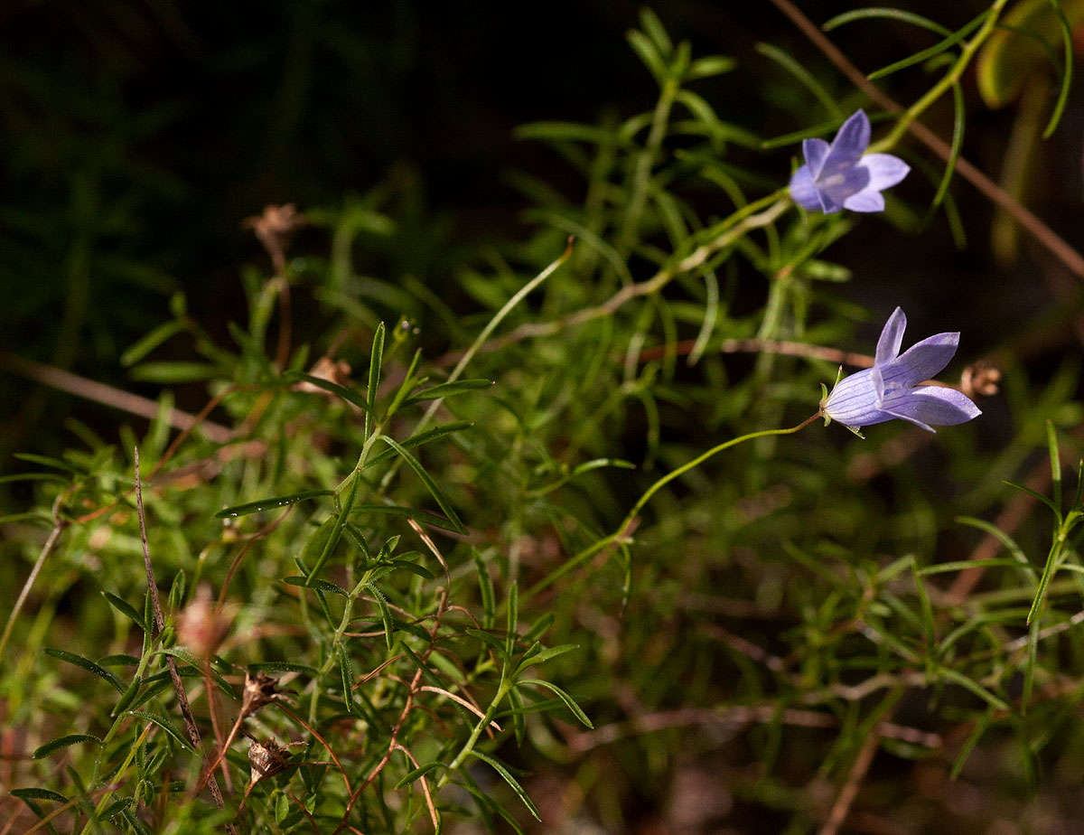 صورة Wahlenbergia capillacea (L. fil.) A. DC.