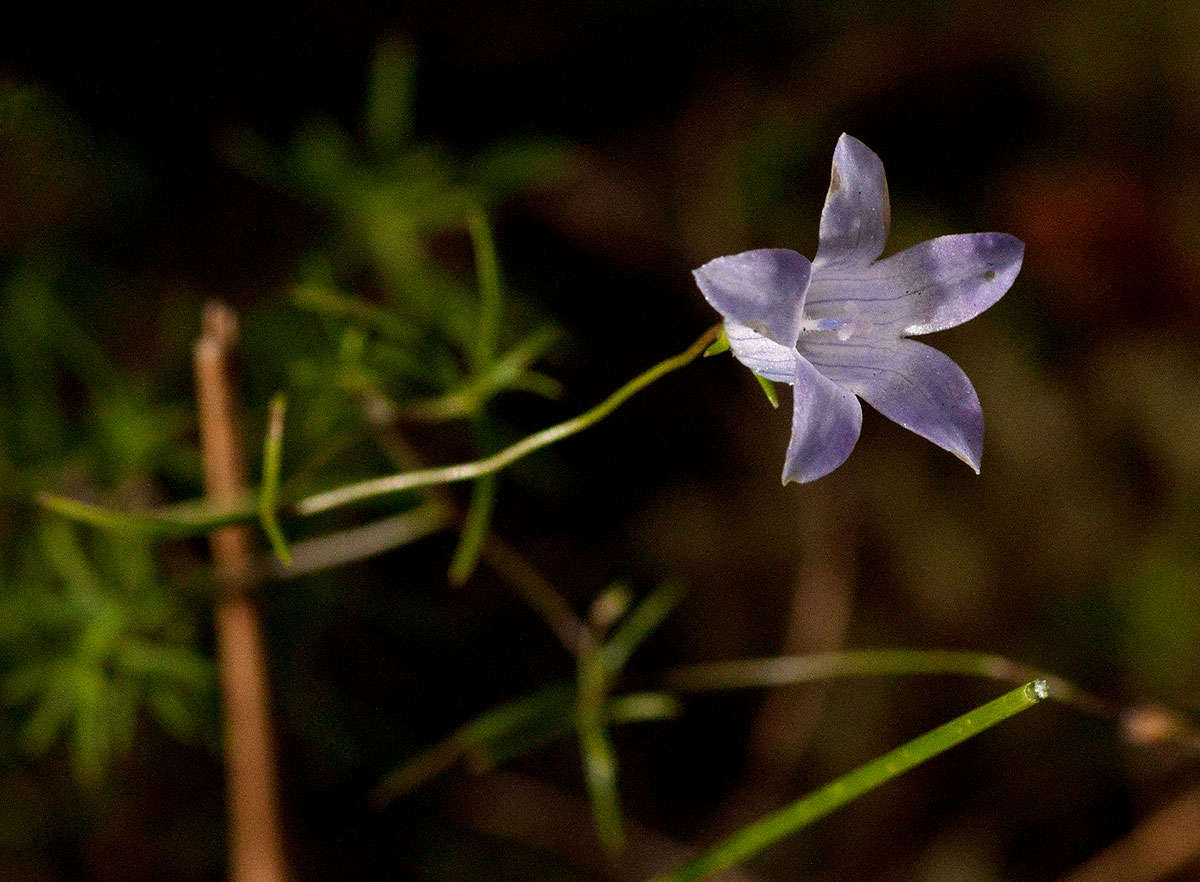 Image of Wahlenbergia capillacea (L. fil.) A. DC.