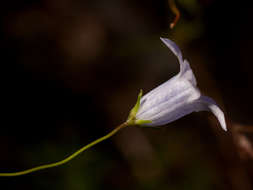 صورة Wahlenbergia capillacea (L. fil.) A. DC.