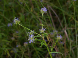 Imagem de Wahlenbergia capitata (Baker) Thulin