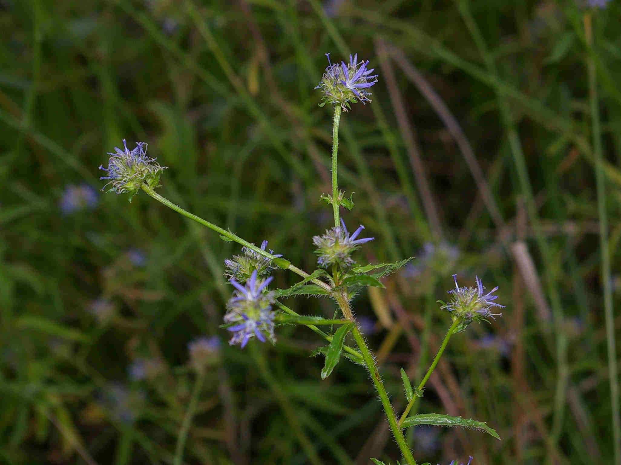 Imagem de Wahlenbergia capitata (Baker) Thulin