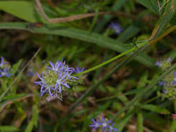 صورة Wahlenbergia capitata (Baker) Thulin