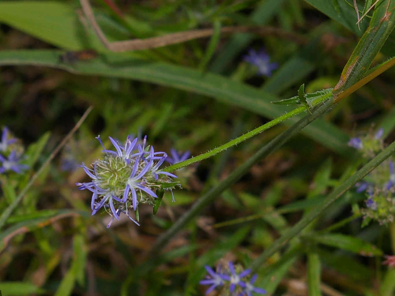 Image of Wahlenbergia capitata (Baker) Thulin