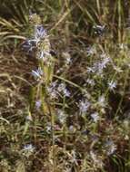 Image of Wahlenbergia capitata (Baker) Thulin