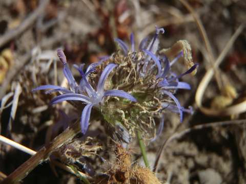 Image of Wahlenbergia capitata (Baker) Thulin