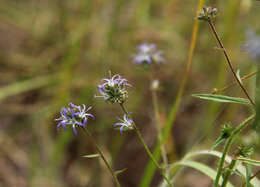 Image of Wahlenbergia capitata (Baker) Thulin