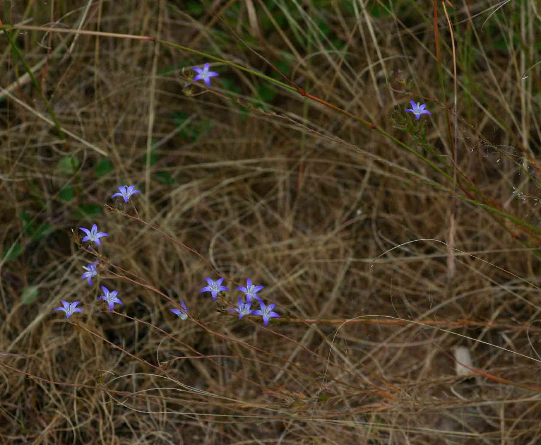 Image of Wahlenbergia denticulata (Burch.) A. DC.