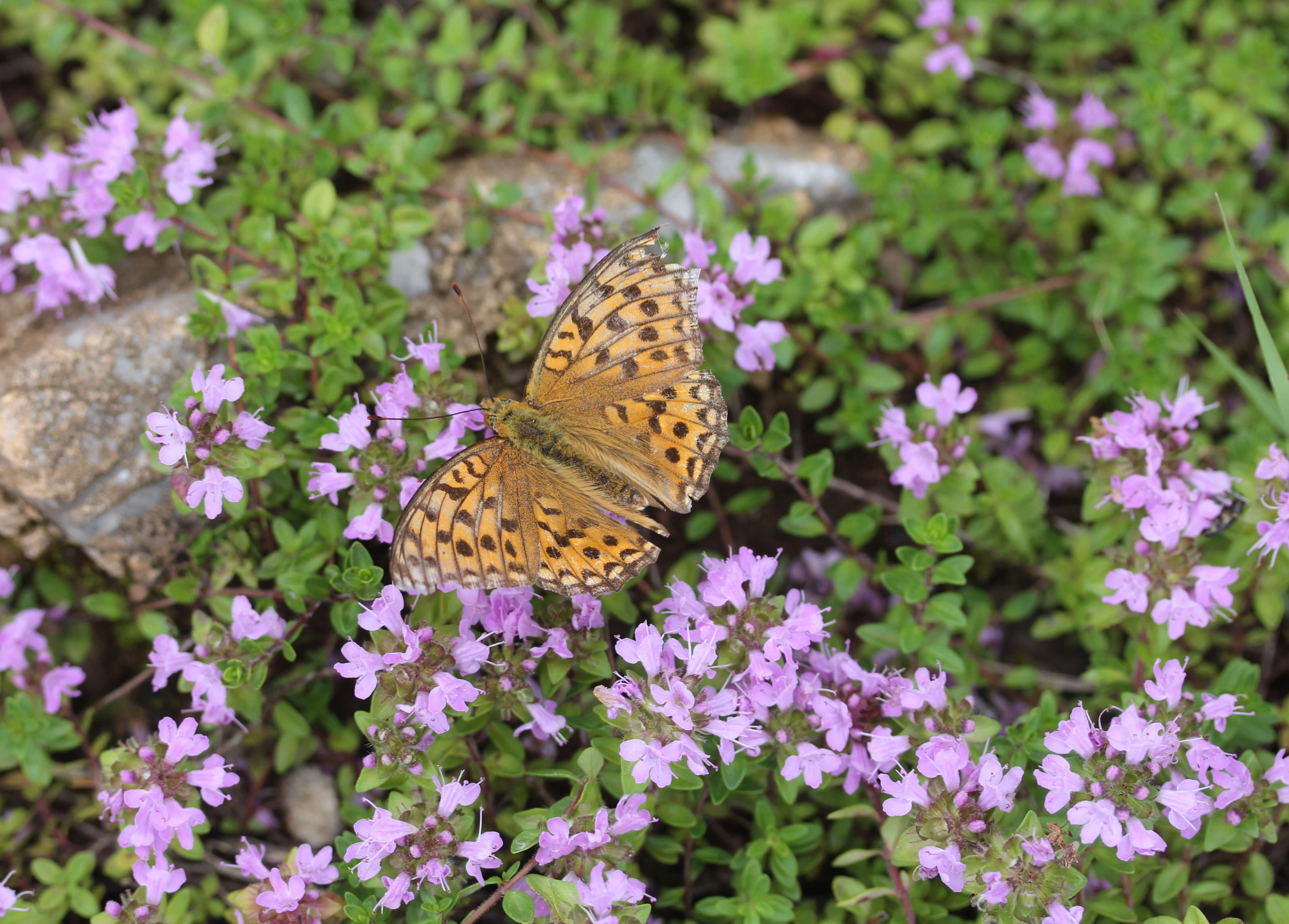 Image of High brown fritillary