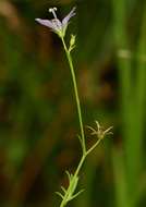 Image of Wahlenbergia denticulata (Burch.) A. DC.