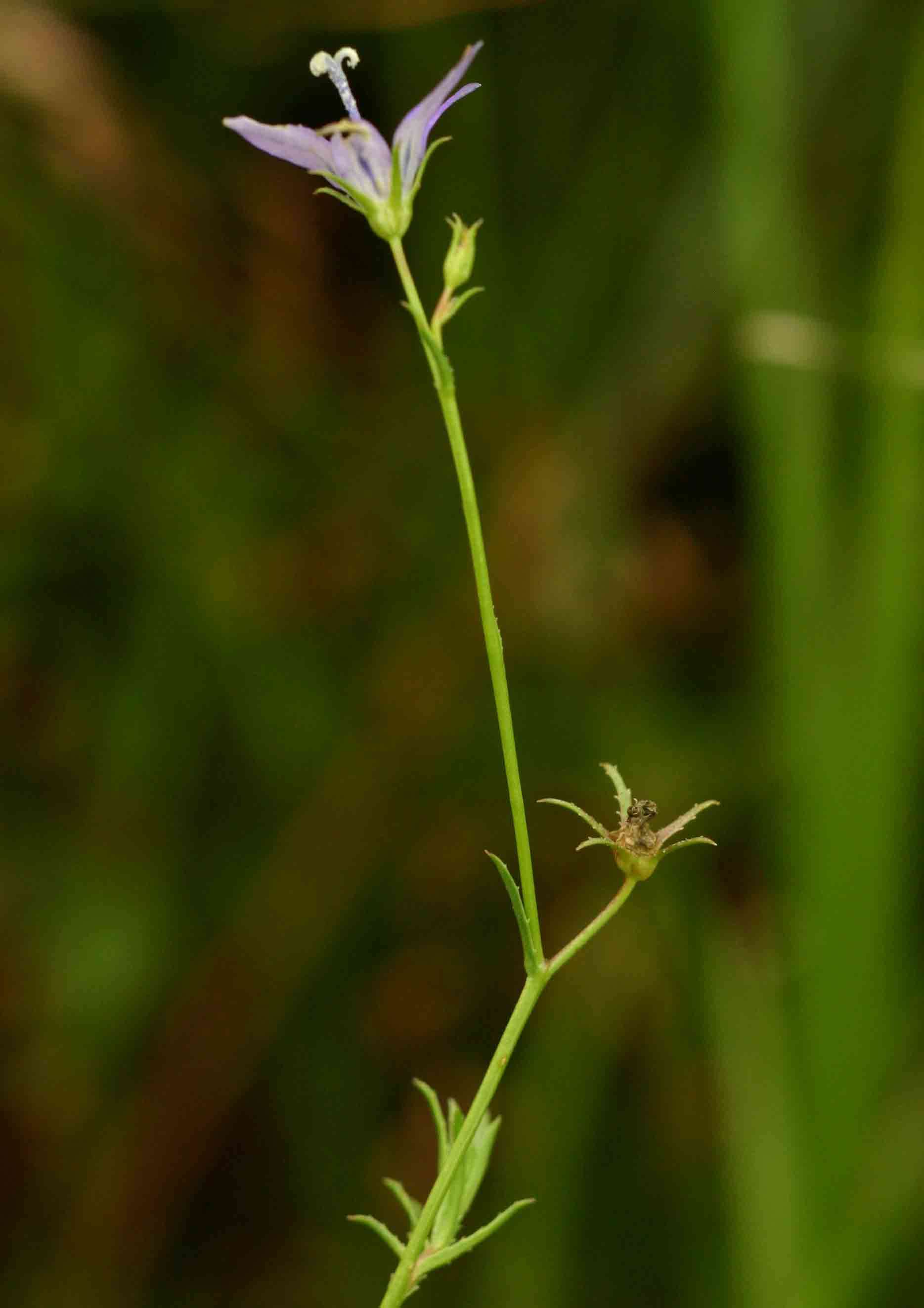 Image of Wahlenbergia denticulata (Burch.) A. DC.