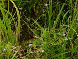 Image of Wahlenbergia denticulata (Burch.) A. DC.