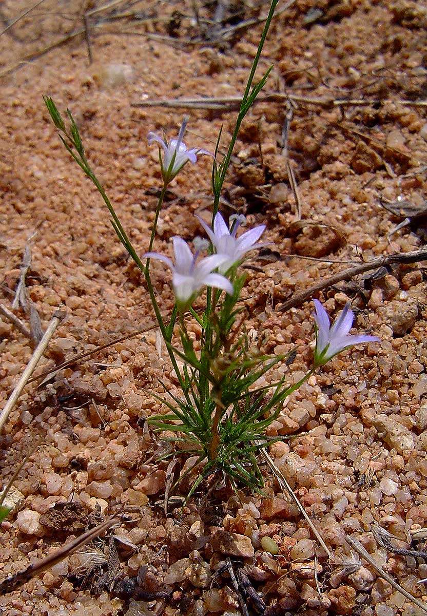 Image of Wahlenbergia denticulata (Burch.) A. DC.