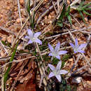 Imagem de Wahlenbergia denticulata (Burch.) A. DC.